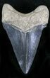 Serrated Megalodon Tooth - Peace River, Florida #22562-1